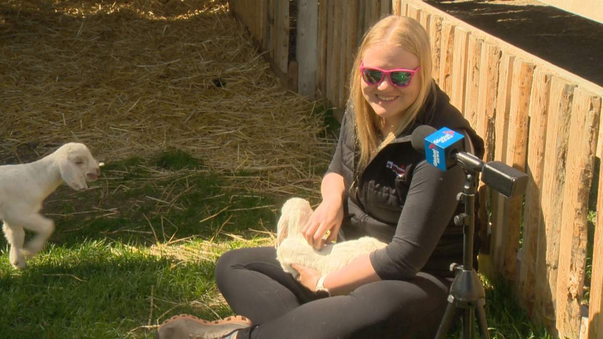 Nicki Van Eck saw the Lethbridge Corn Maze post about goat-snuggling on Facebook.