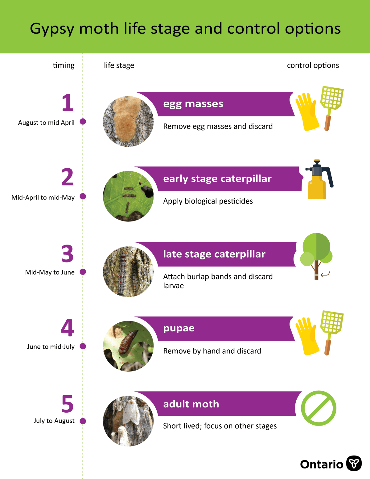 European gypsy moth life stages and control options.