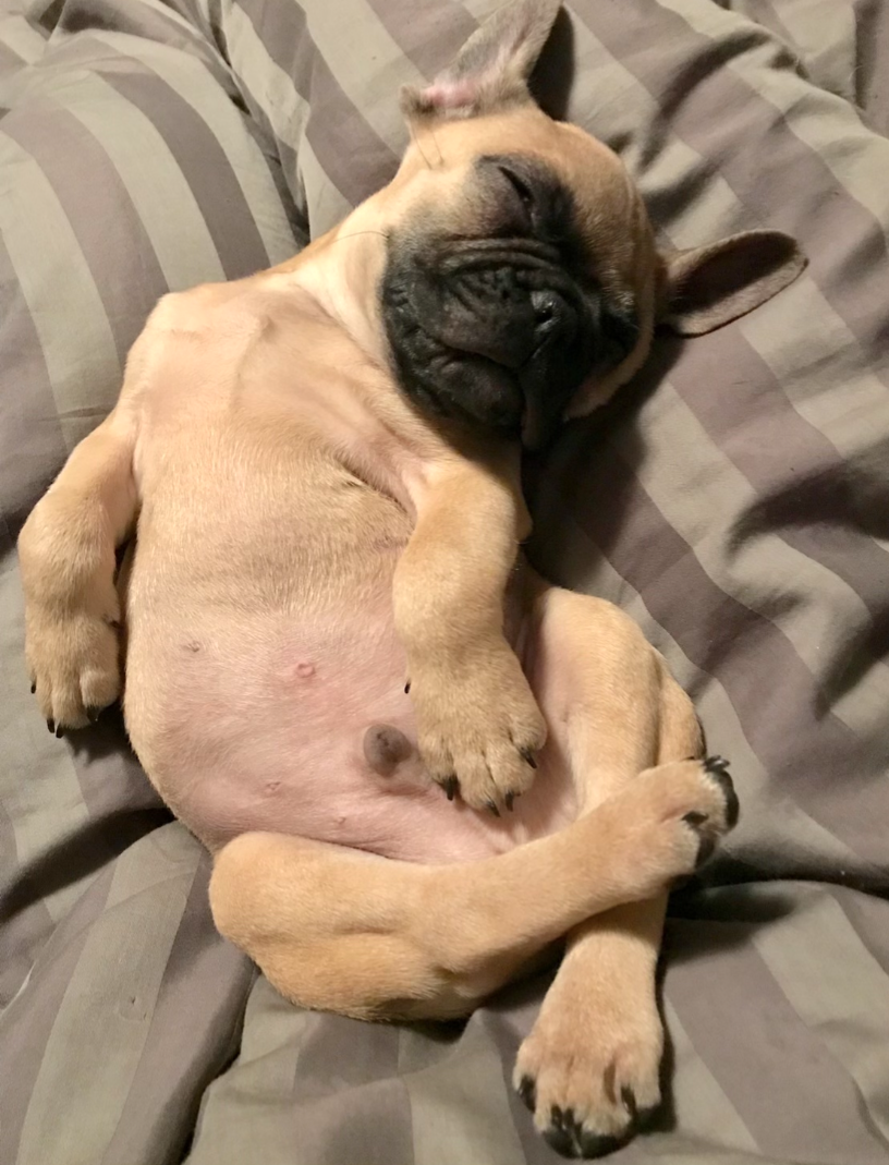 Ashley Anderson’s dog.