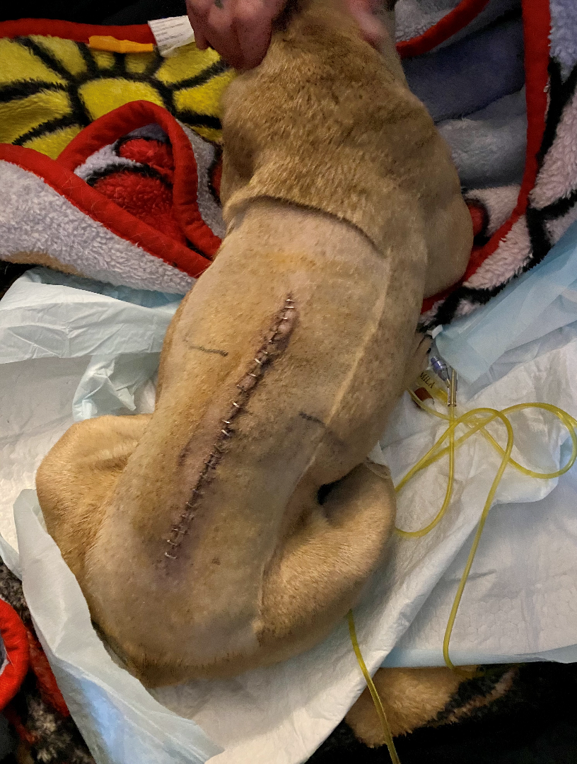 Howard after one of his surgeries.