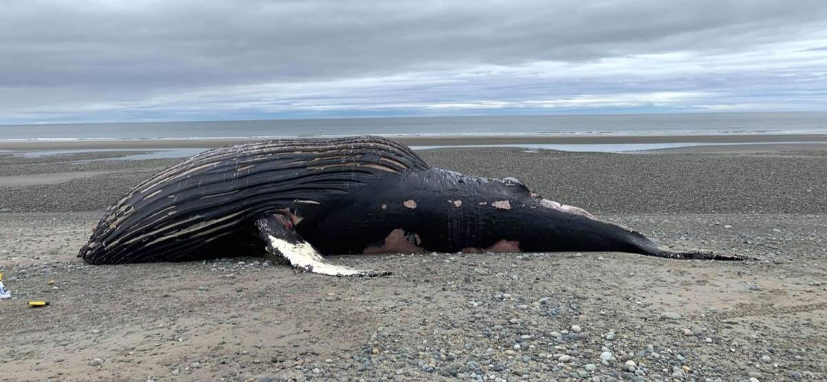 A humpback whale known as Kayak, seen on a Haida Gwaii beach on Saturday, May 15, 2021. 