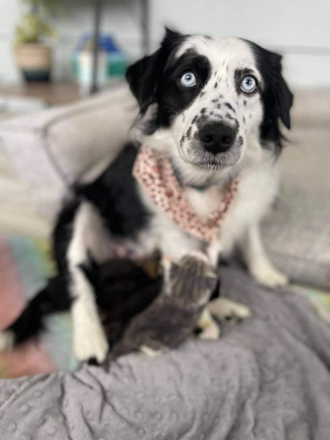 Momma Mo is patiently caring for five orphaned kittens.