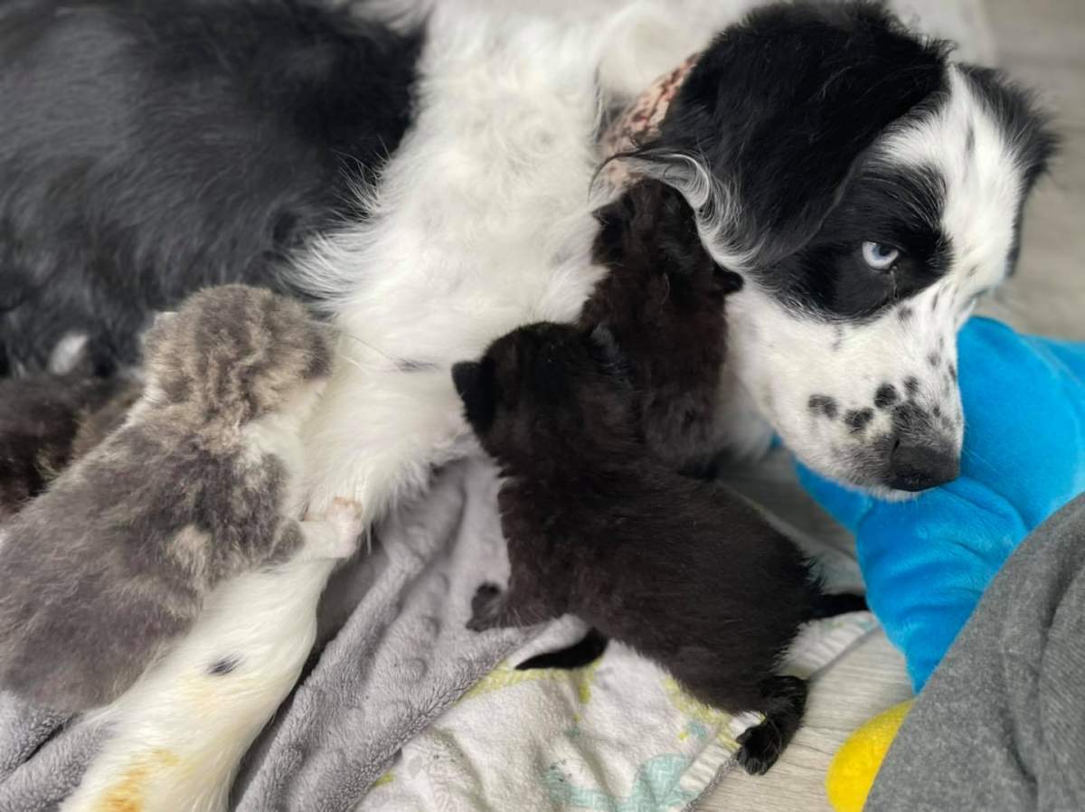 Mo had a litter of puppies when she came into the rescue, and now she\’s taking in other babies in need.
