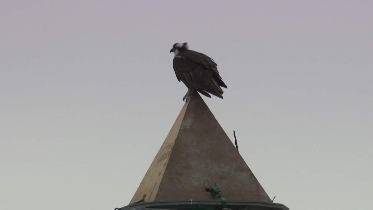 Osprey sitting on a cone on top of the pole where the nest used to be.