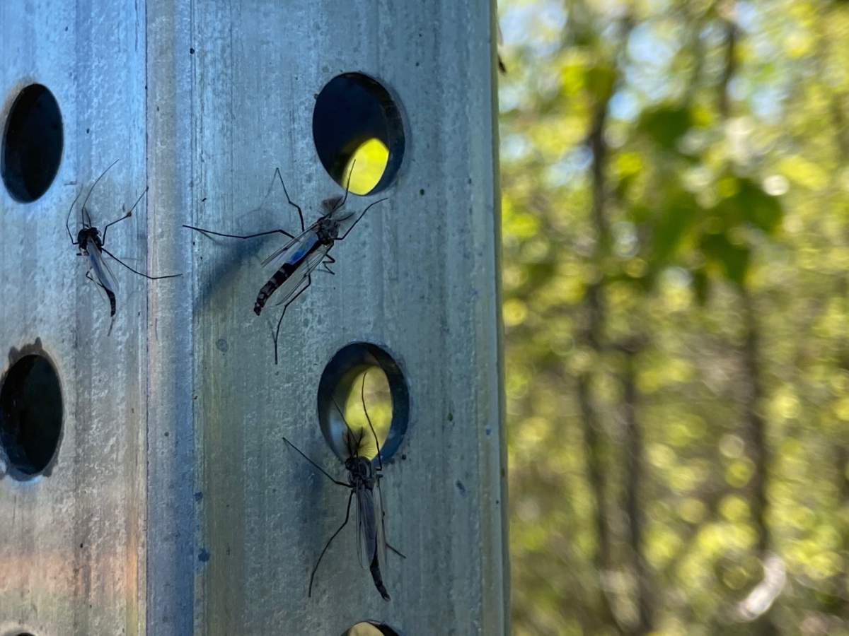 Swarms of chironomid midges have taken over Pigeon Lake, Alta. Pictures were taken Sunday, May 30, 2021.