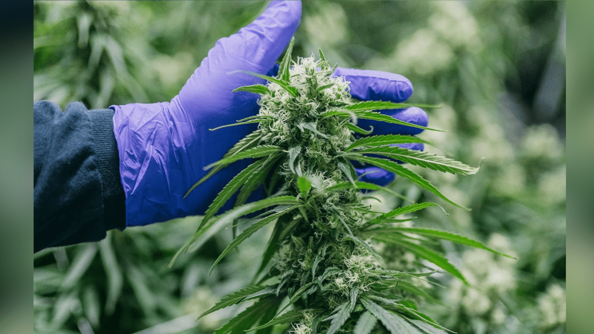 A 184-acre farm in Simcoe, Ontario is Canada's first cannabis producer permitted to sell at the farm gate.