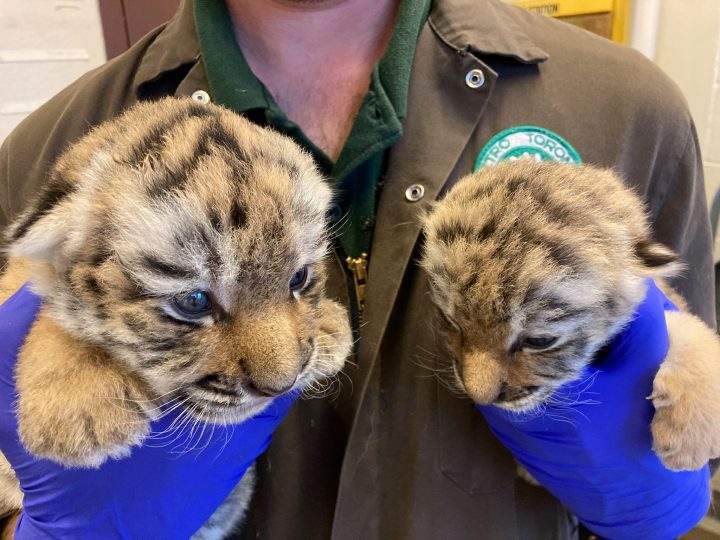 The cubs were born after their mother, an Amur tiger nicknamed Mazy, was paired with the male tiger Vasili through a program meant to promote conservation.