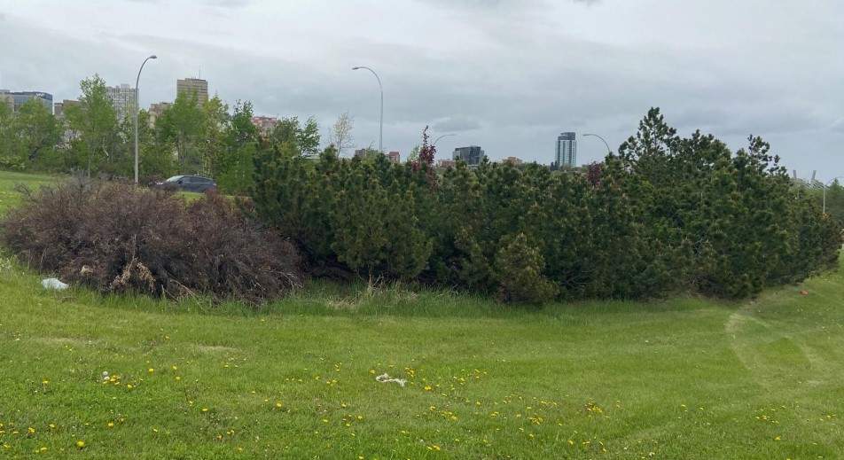 Funding for weed control in Edmonton was slashed this year, but now a committee is recommending council reverse that decision.