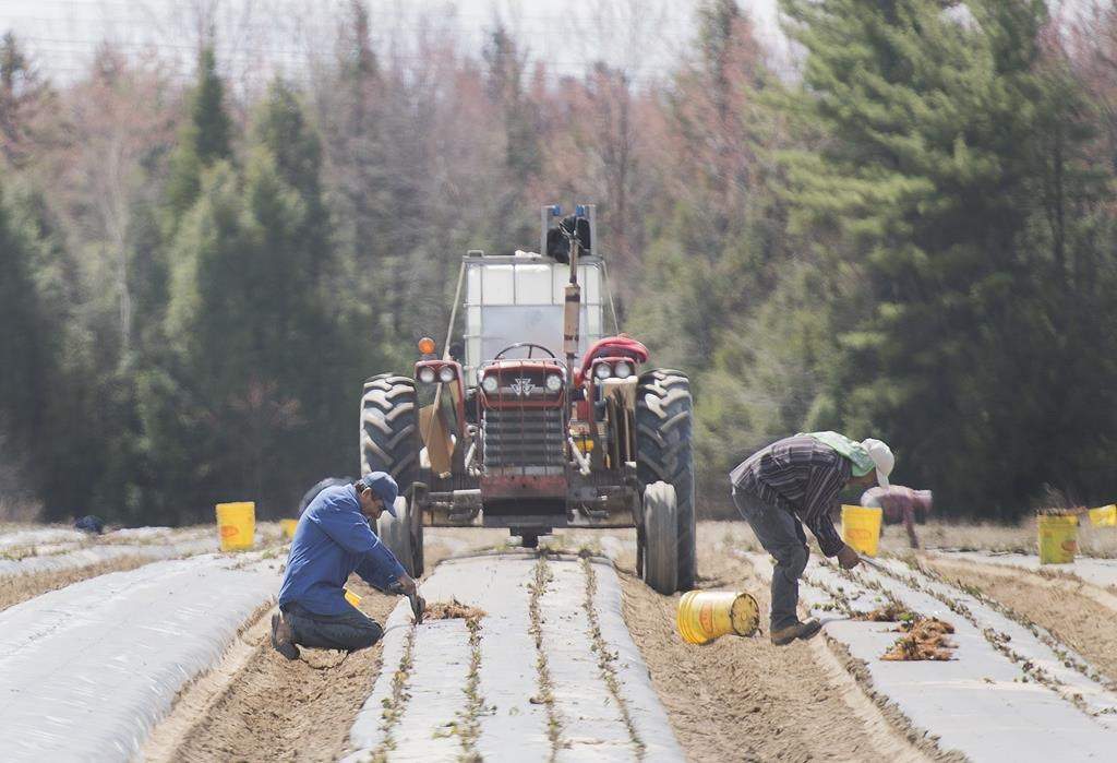 Migrant workers plant strawberries on a farm in Mirabel, Que., on May 6, 2020.