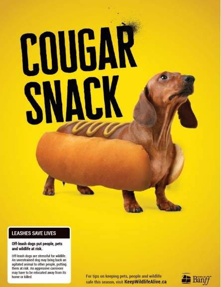 Banff launches a campaign to convince everyone to keep dogs on leash at all times, except when in a dog park.