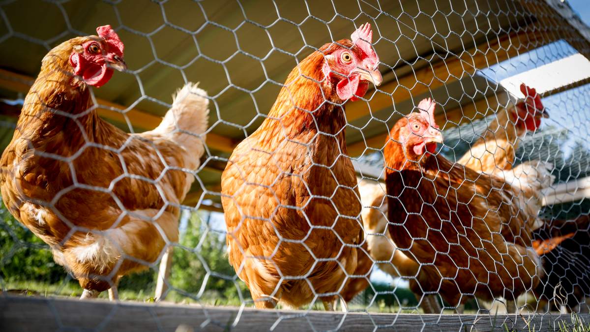 An entire flock of chickens was wiped out from a suspected case of H5N1- a lethal strain of avian influenza.