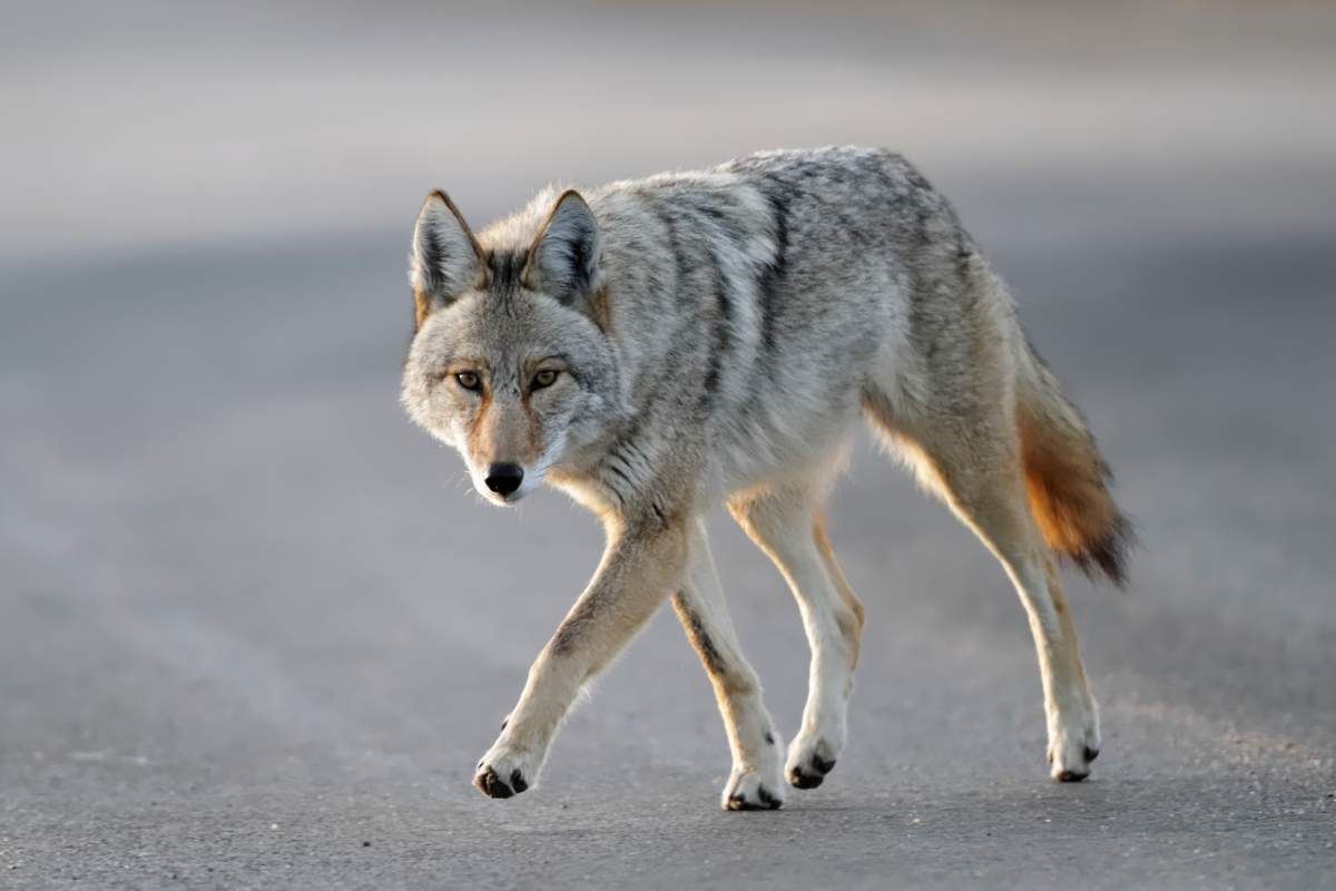 File: A coyote walking.