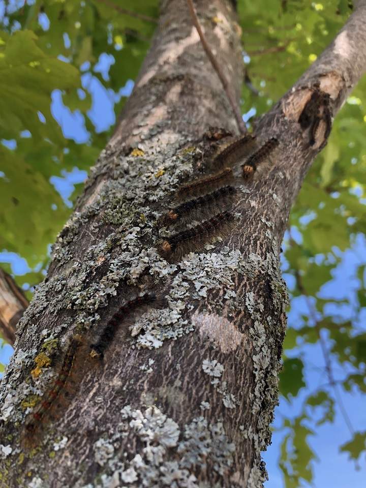 The caterpillars can be seen on a tree in Scarborough.