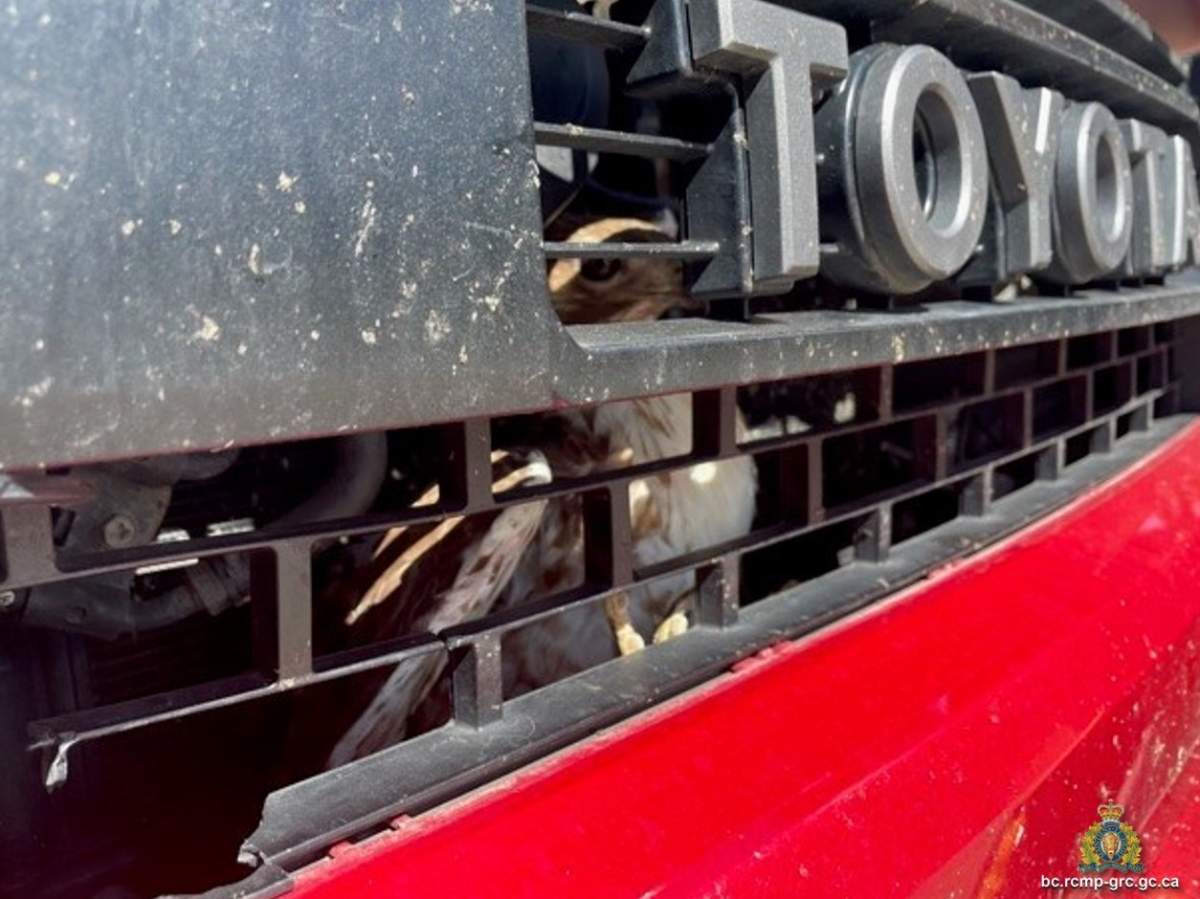 A view of the hawk while it was trapped behind the truck’s grille.