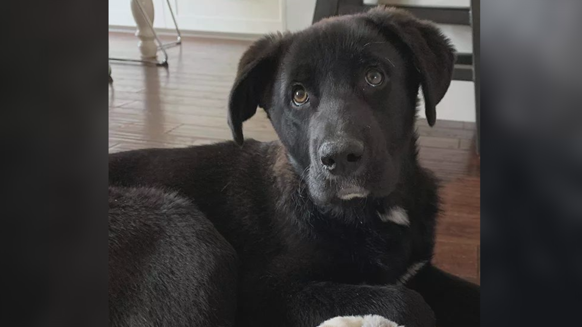 The Saskatoon Dog Rescue is looking for foster homes for numerous rescue pups expected later this month.