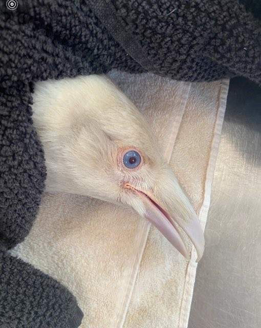 The rare white raven has been at the centre since last week.