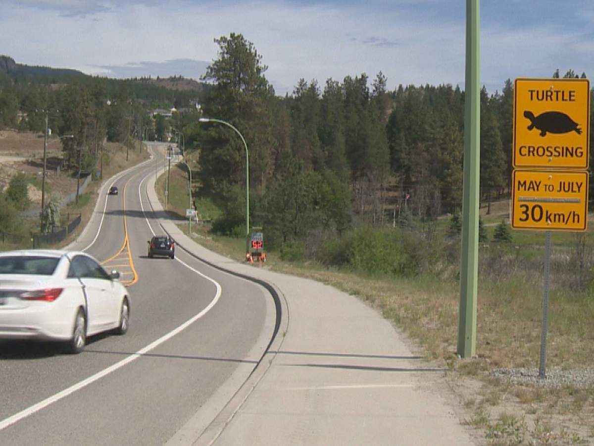 A photo of the turtle crossing along Westlake Road in West Kelowna.