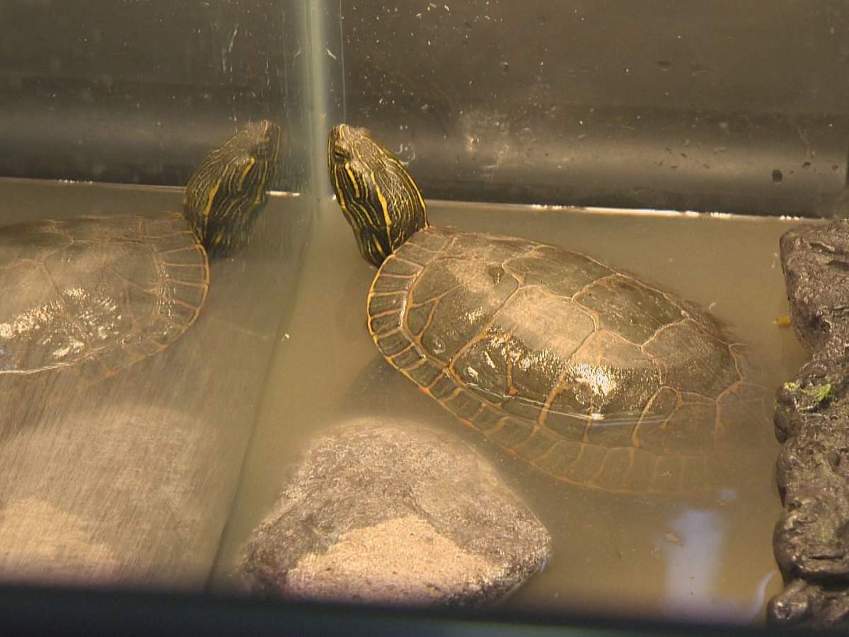 A turtle inside an aquarium at Rose Valley Veterinary Hospital in West Kelowna while it recovers.
