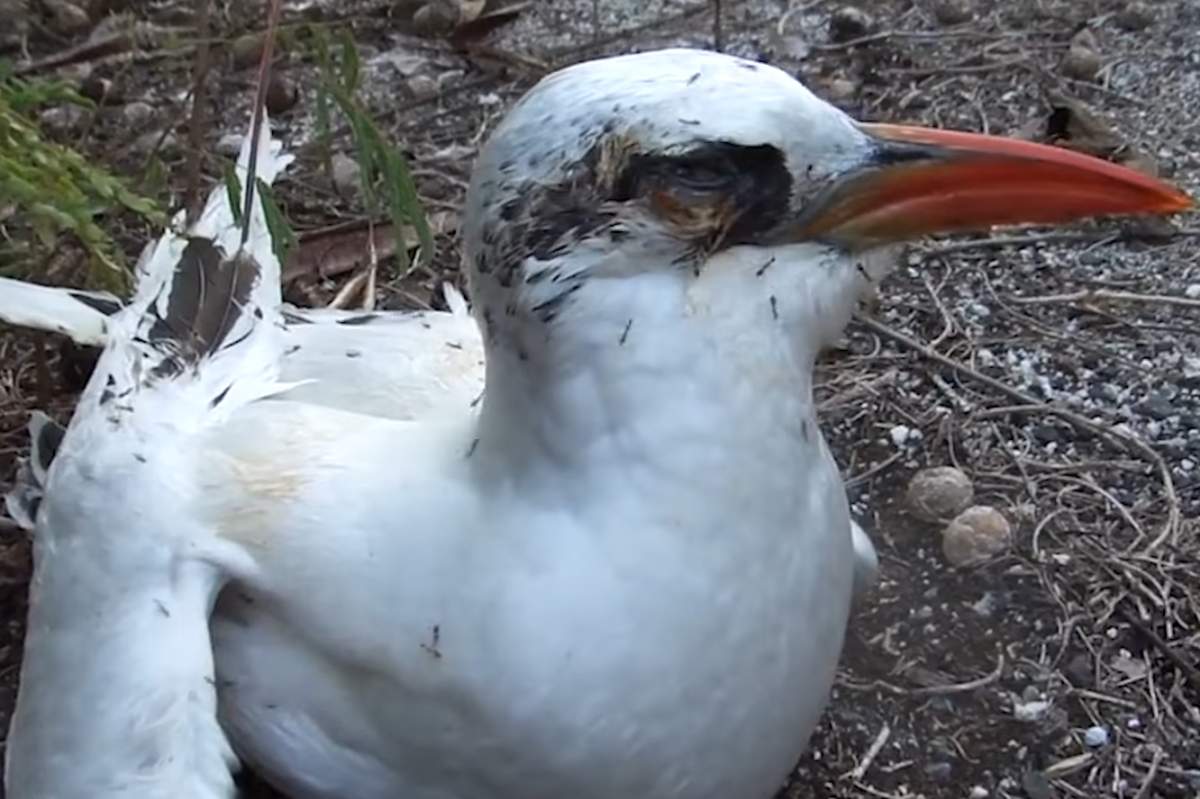 Yellow crazy ants are shown attacking a sea bird on Johnston Atoll.