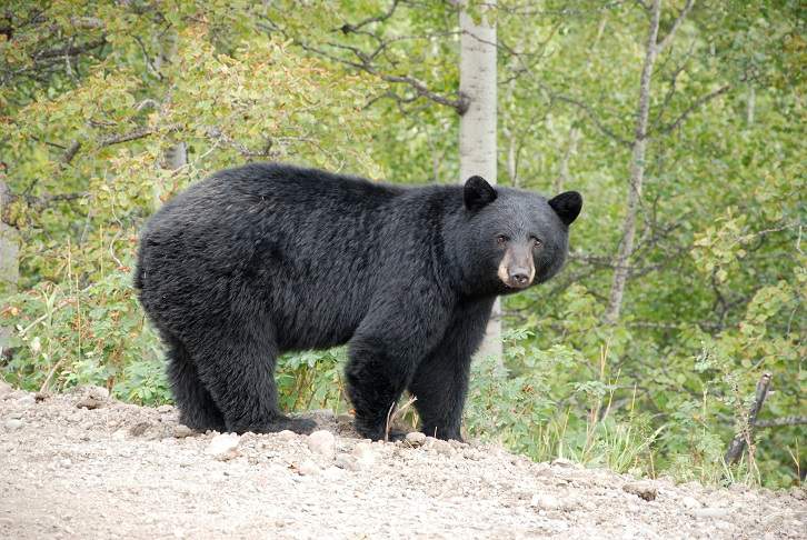 A file image of a black bear.