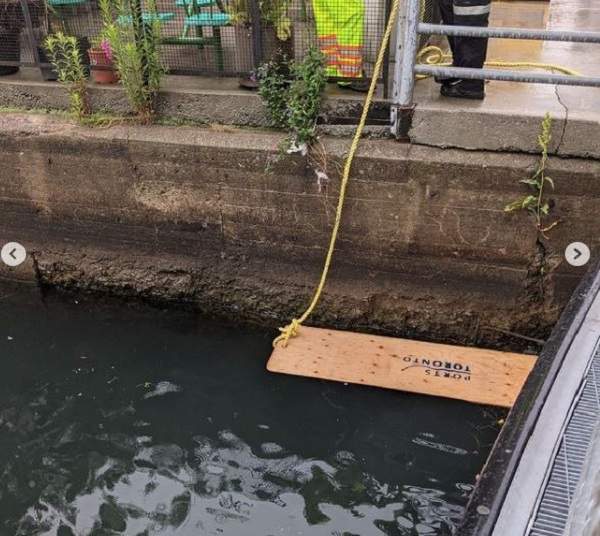 Duckling Docks being installed along the Toronto waterfront