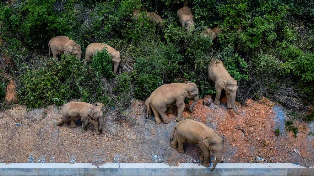 An aerial photo taken on May 28, 2021, shows a herd of wild Asian elephants in Eshan County, Yuxi City, southwest China’s Yunnan Province.