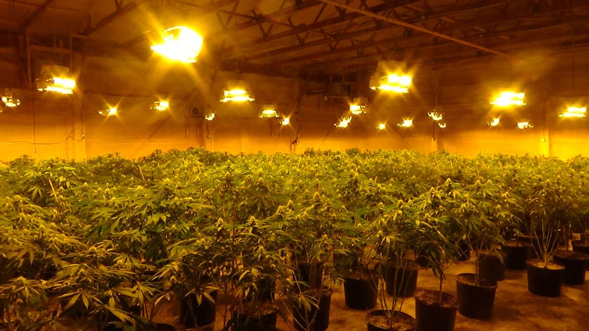OPP say they seized over 4 million dollars worth of cannabis plants from an illegal grow-op in Quinte West.