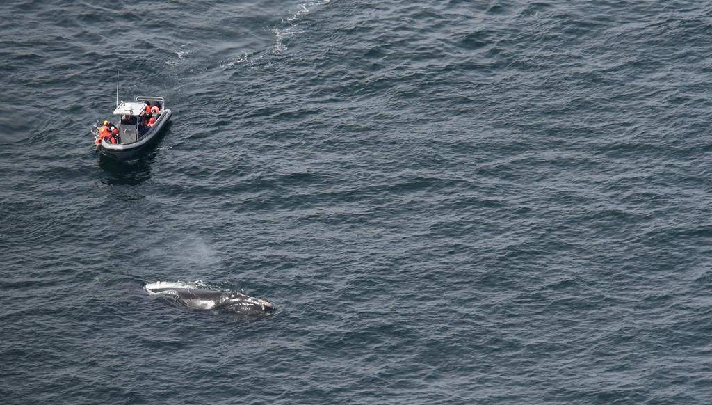 Campobello Whale Rescue Program members attempt to remove fishing gear from a North Atlantic right whale named Snow Cone in this handout image on Thursday, July 8, 2021. The New Brunswick-based whale-rescue team is dealing with two North Atlantic right whales in the Gulf of St. Lawrence that are entangled in fishing gear. THE CANADIAN PRESS/HO-Campobello Whale Rescue Program *MANDATORY CREDIT*.