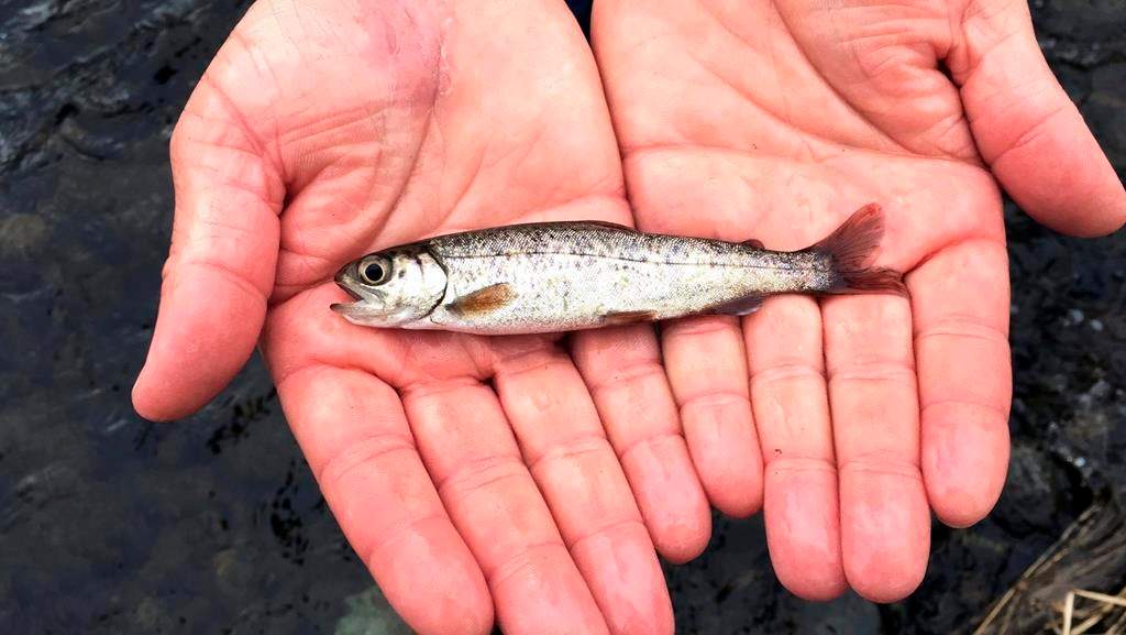 A juvenile coho salmon is held by a fish biologist at the Lostine River in northeastern Oregon on March 9, 2017. A sweltering heat wave in much of Western Canada in the last week of June had cascading effects on sea life, experts say. THE CANADIAN PRESS/AP, Gillian Flaccus.