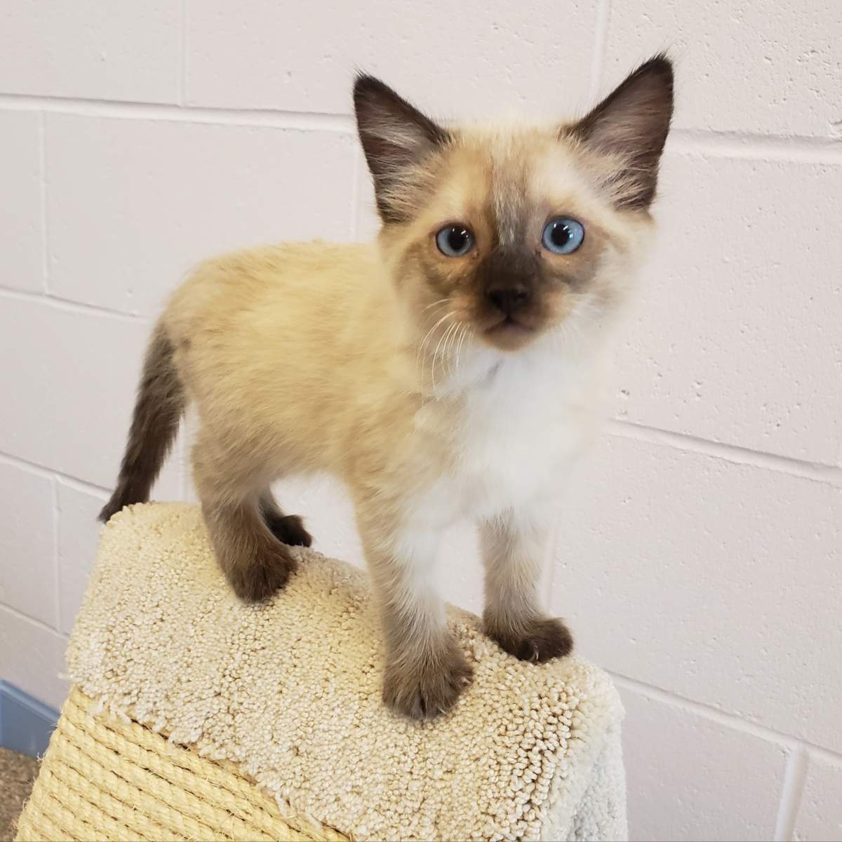 A kitten rescued from Lytton.