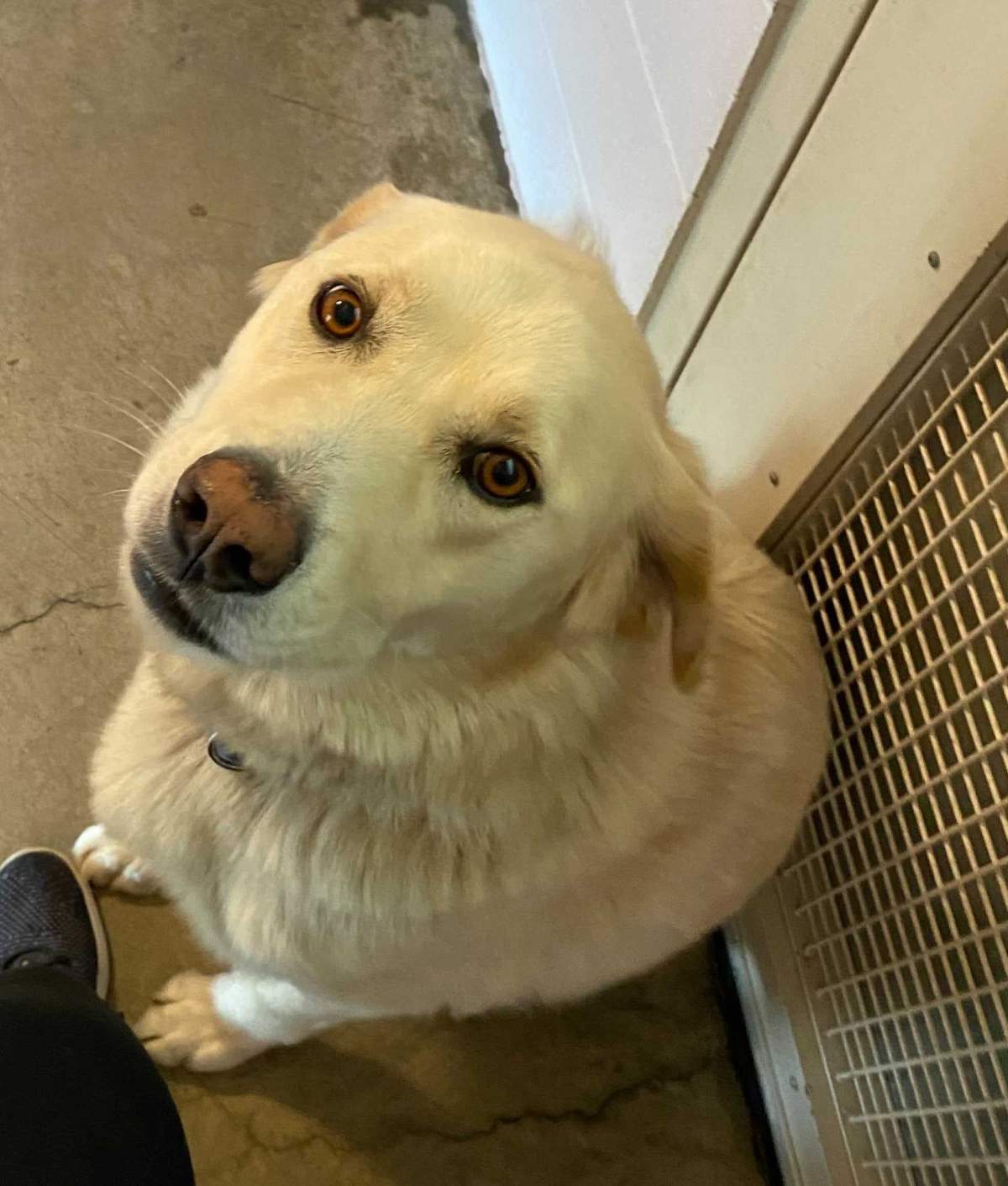 Odie, one of the dogs rescued from Lytton.