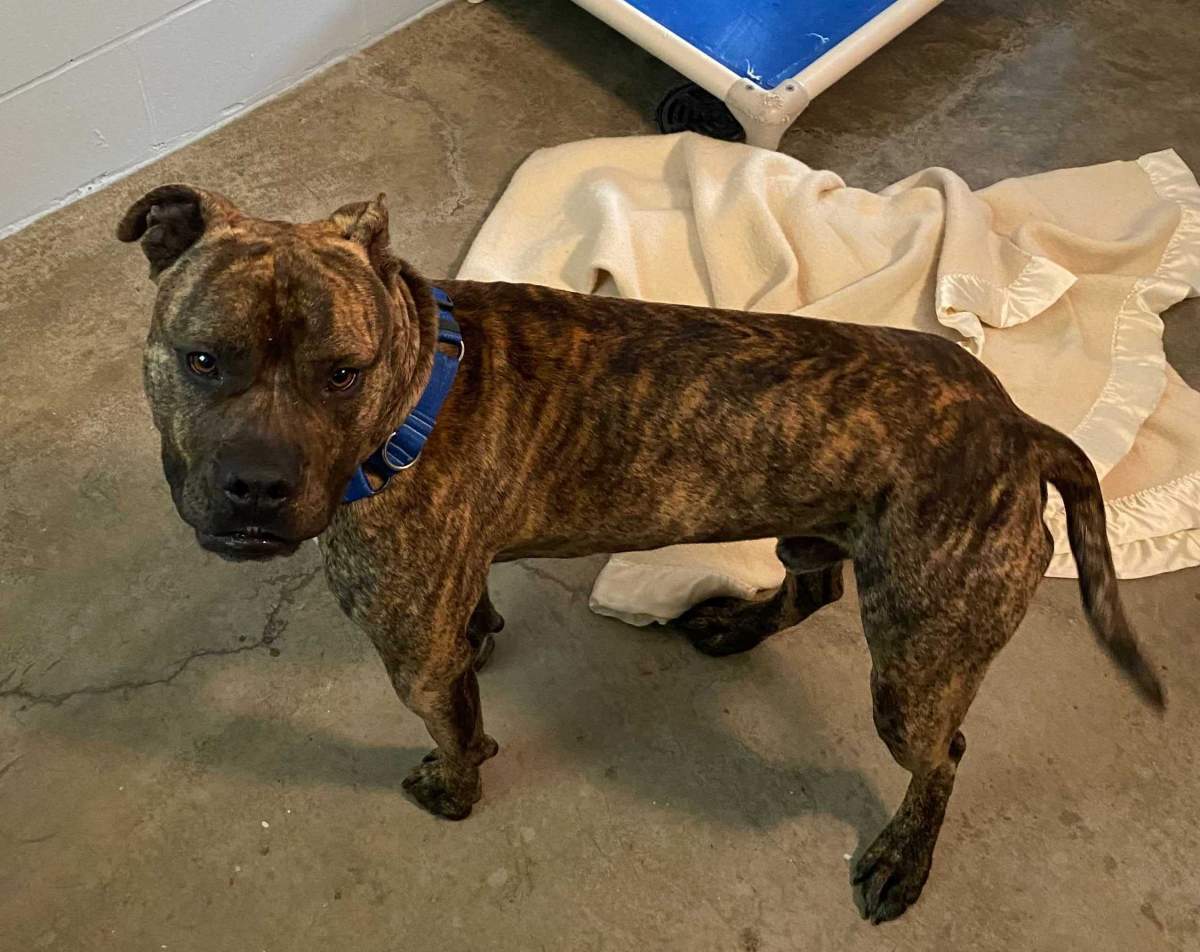 Zeus, one of the dogs rescued from Lytton.