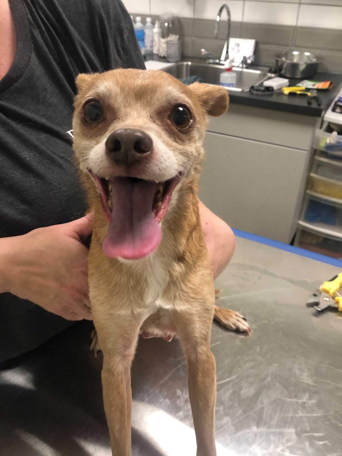 Homer, one of the dogs rescued from Lytton.