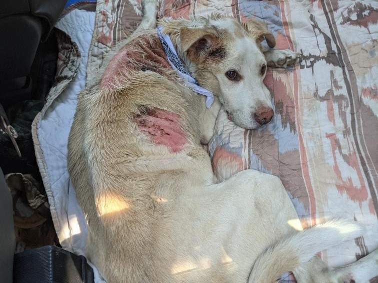 A photo of Tonnerre (Thunder in English) inside his owner’s vehicle.