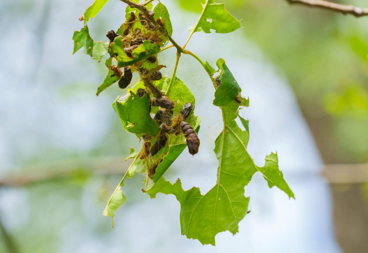 Tree leaves eaten by gypsy moth caterpillars are seen on Montreal's Mount Royal on Wednesday, July 7, 2021. 