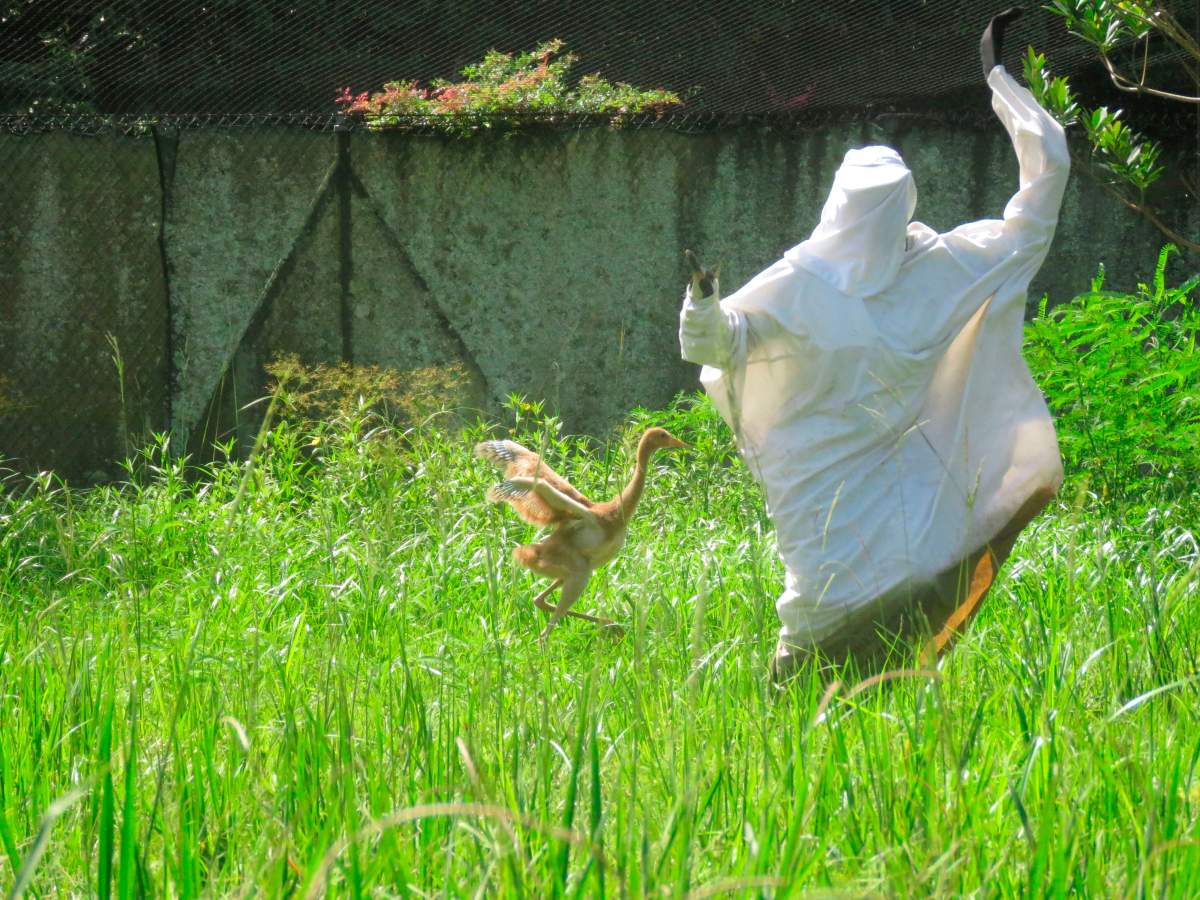 A bird intern at the Audubon Nature Institute’s Species Survival Center in New Orleans, waves and runs to demonstrate alarm for Tornado, a 42-day-old whooping crane chick on Tuesday, July 13, 2021.