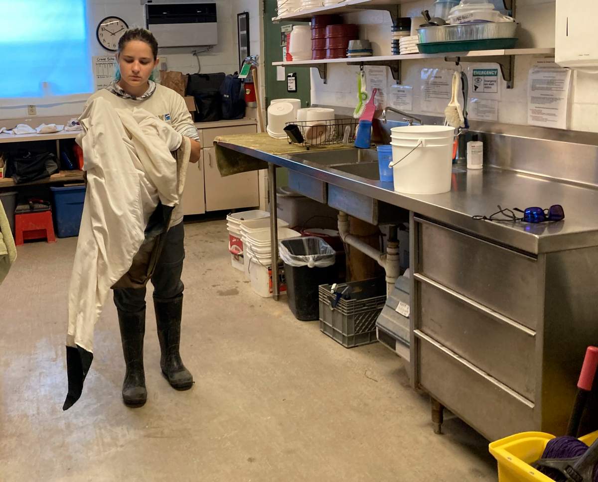 One “wingtip” droops near the floor as bird intern Bobbi Laderer puts on a shape-disguising crane costume to exercise an endangered whooping crane chick at the Audubon Nature Institute’s Species Survival Center, Tuesday, July 13, 2021, in New Orleans.