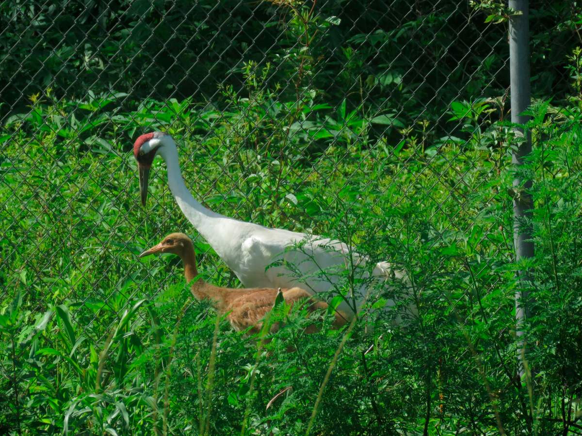 Aurora, a 36-day-old endangered whooping crane chick created by artificial insemination and stepfather Peep stand in their enclosure at the Audubon Nature Institute's Species Survival Center, Tuesday, July 13, 2021, in New Orleans. 
