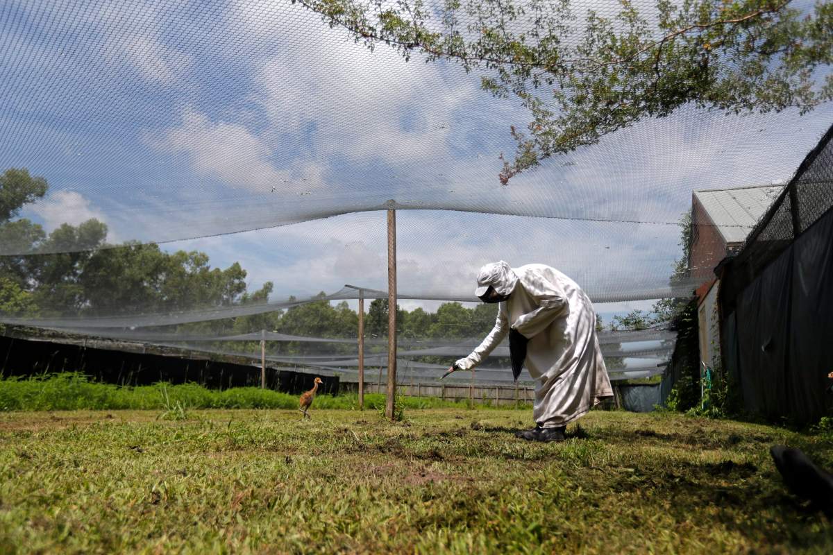 A keeper wearing a “crane suit,” to resemble a parent whooping crane so the chick does not imprint on a human, feeds a recently born whooping crane chick at the Audubon Nature Institute’s Species Survival Center in New Orleans on Thursday, June 21, 2018.