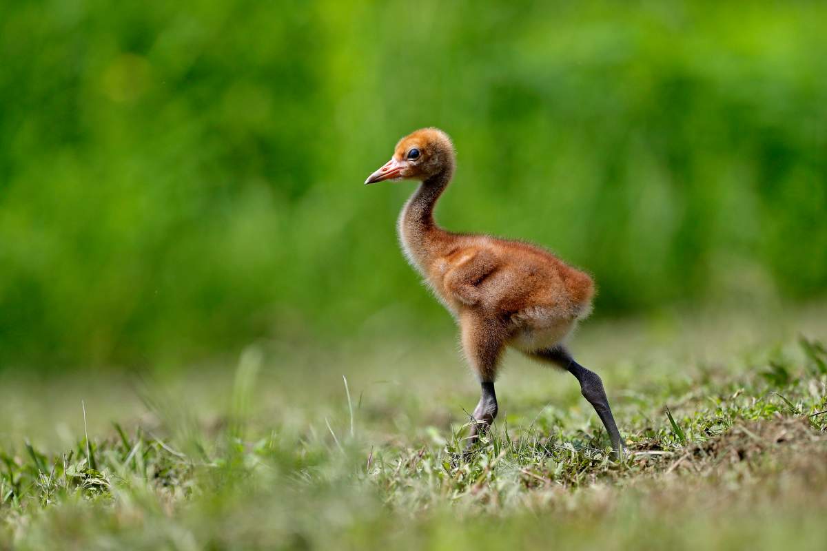 FILE: A recently born whooping crane chick walks in an enclosure at the Audubon Nature Institute’s Species Survival Center in New Orleans, Thursday, June 21, 2018.