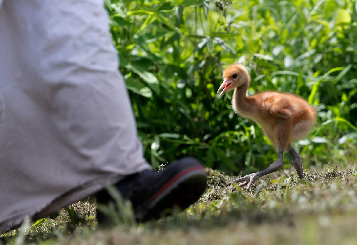 A recently born whooping crane chick walks behind a keeper in a “crane suit,” designed to resemble a parent so it does not imprint on a human, in an enclosure at the Audubon Nature Institute’s Species Survival Center in New Orleans, Thursday, June 21, 2018.