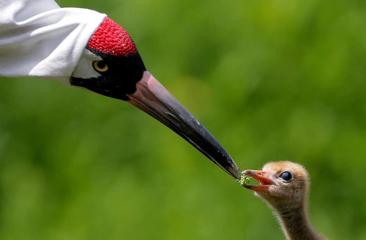 FILE: A keeper wearing a “crane suit,” to resemble a parent whooping crane, feeds a recently born chick with her hand in a puppet, at the Audubon Nature Institute’s Species Survival Center in New Orleans on Thursday, June 21, 2018.