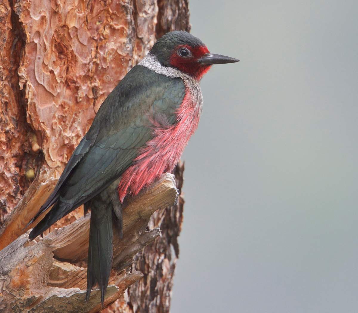 A Lewis’s woodpecker (Melanerpes lewis) perched on a branch in the Okanagan Valley.