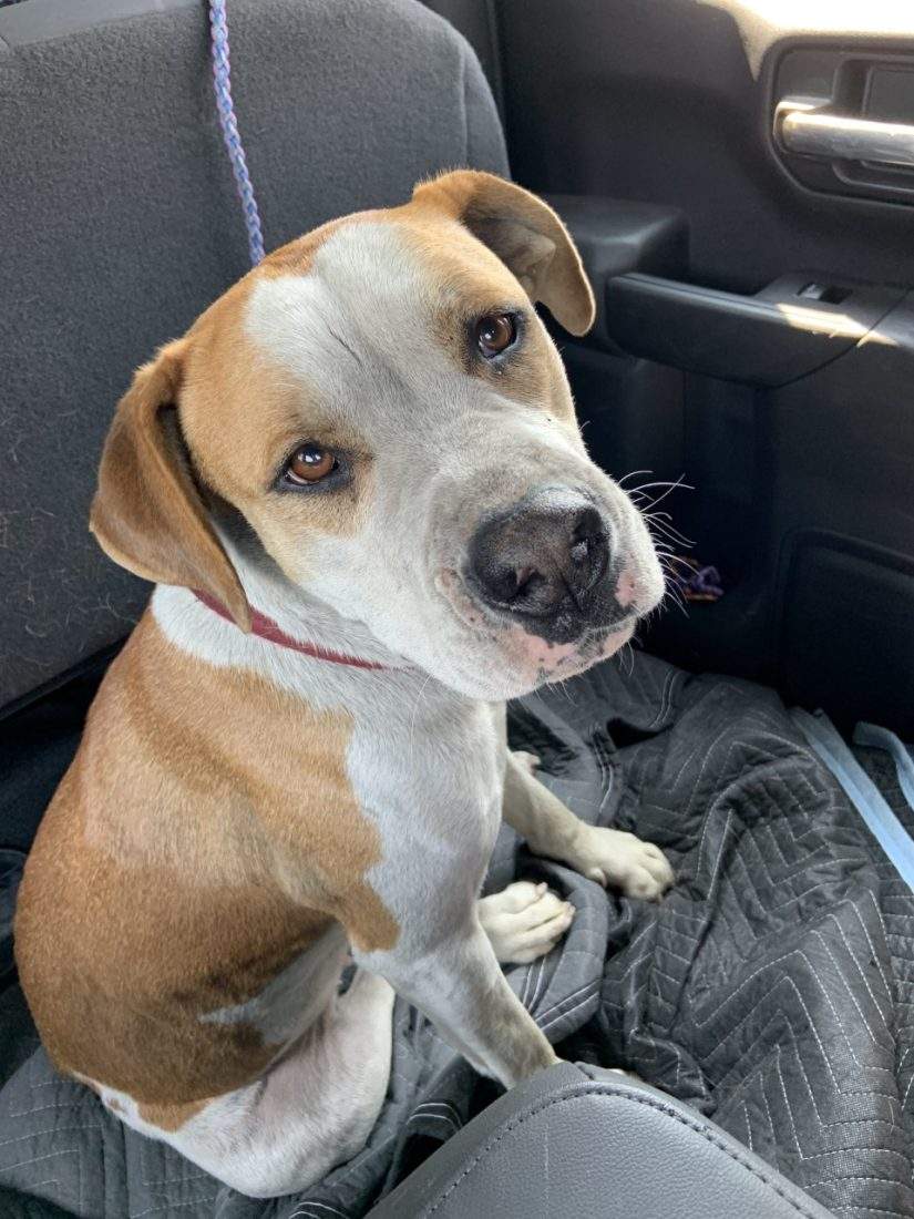 Courtesy: BC SPCA