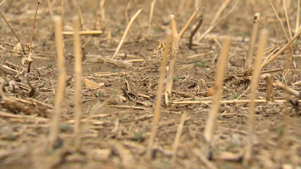 Saskatchewan Agriculture said any rain received now in the province will help, but not improve yields as crops remain ‘extremely stressed.’.
