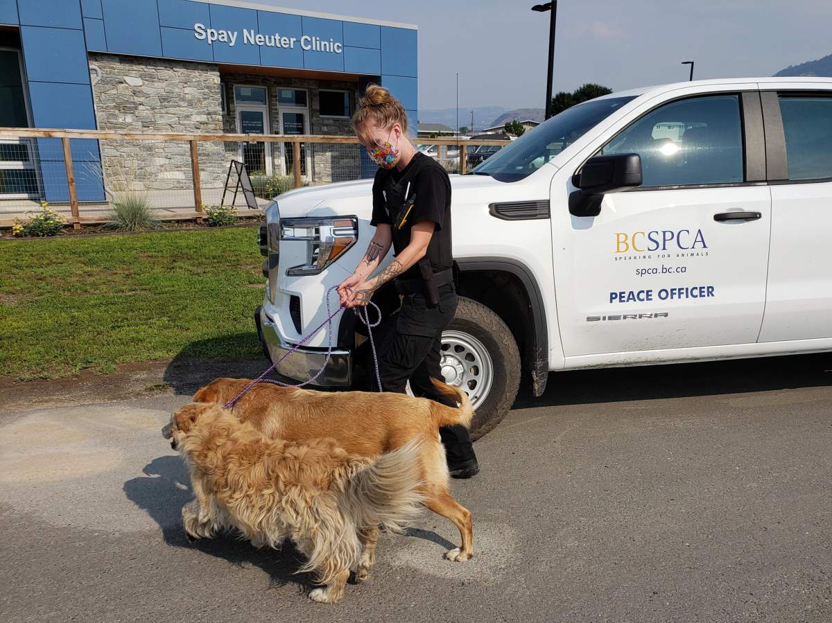 A BC SPCA officer transports an animal rescued from Lytton.