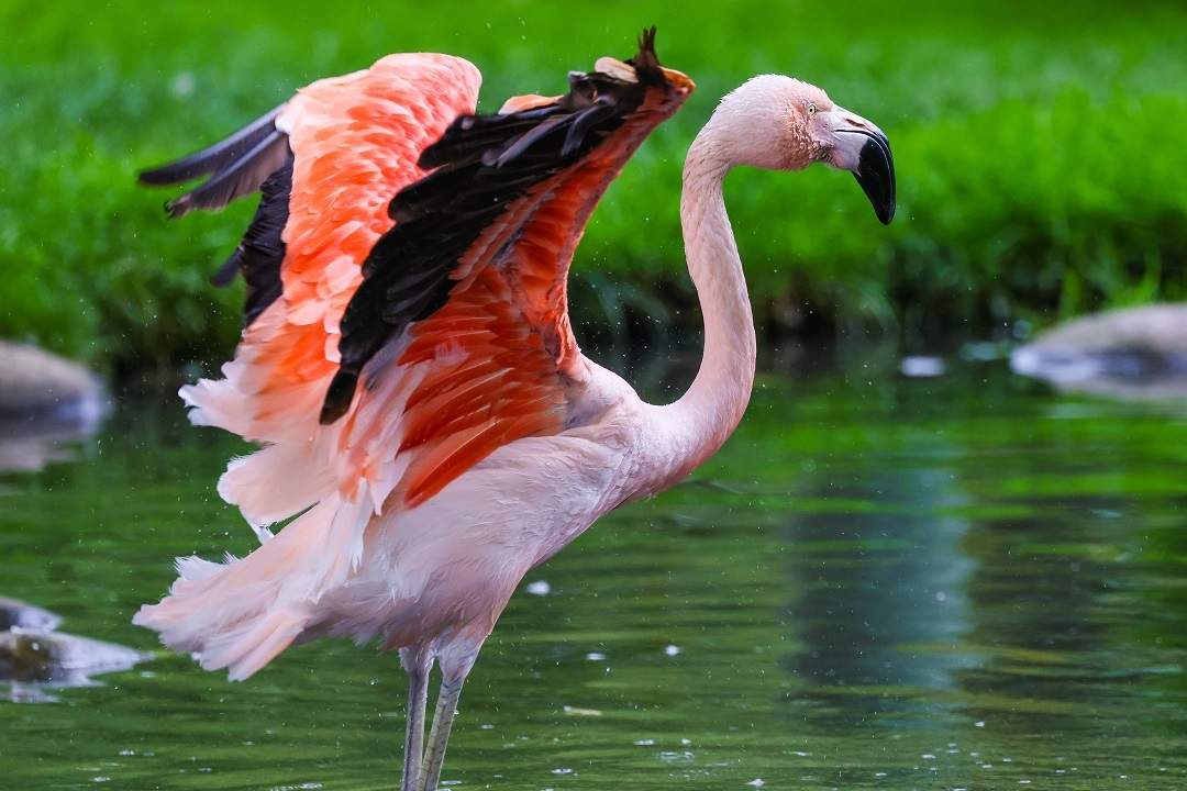 Flamingo