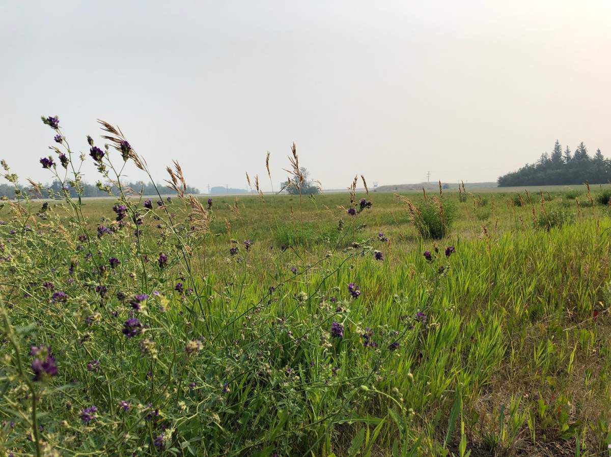 Where Thunderchild residential school once stood. Chiefs of several First Nations welcomed funding from the federal government on Tuesday to help preserve the history of the children who died at two residential schools near North Battleford.