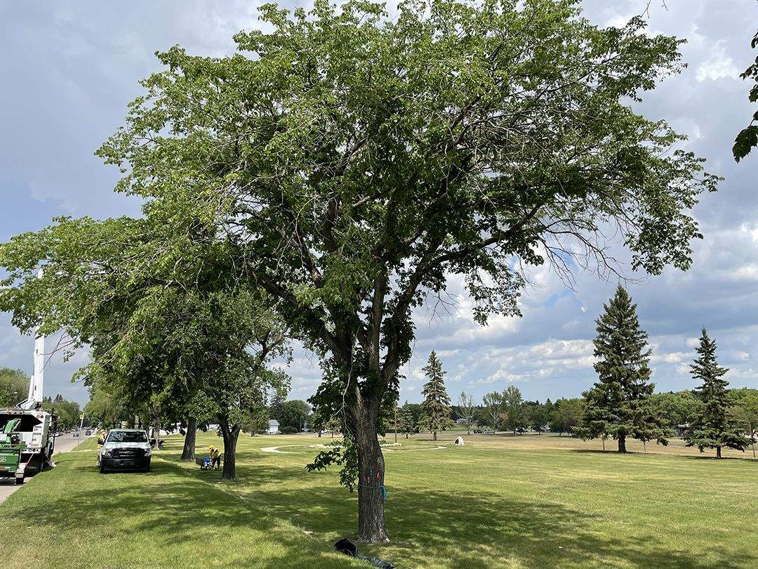 11 more cases of Dutch Elm Disease found in Saskatoon.