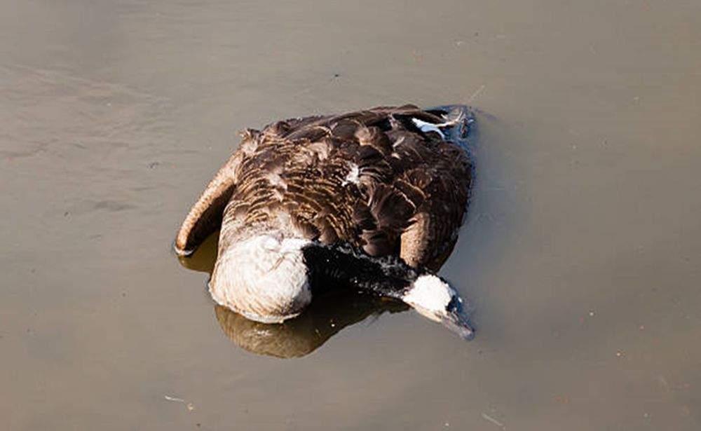 The Saskatchewan Ministry of Environment conservation officers released a photo in a message saying two jet skis chased and killed geese earlier this month on Perch Lake.